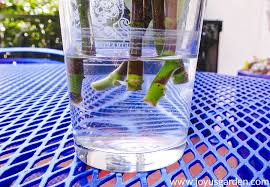 We did not find results for: Pruning Propagating A Baby Rubber Plant