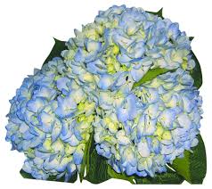 Maybe you would like to learn more about one of these? Floral Department Fred Meyer
