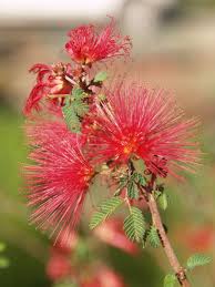 Image result for Calliandra