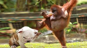 Naughty Monkey Annoying Cats And Dogs Funny Pets Video Compilation Funny Animal Videos Funny Animals Monkeys Funny