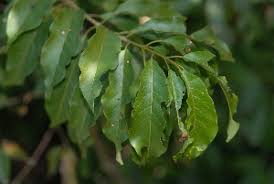 Image result for Combretum padoides