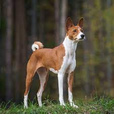 32 Dogs With Pointy Ears Dog Breeds With Bat Ears