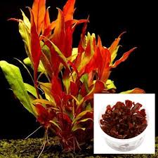 The delicate leaves of alternanthera reineckii mini come in vibrant shades and shapes. Live Plant Alternanthera Reineckii Tissue Culture Aquarium Central