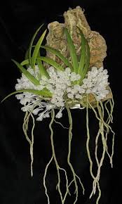 Image result for Microcoelia stolzii