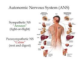 Chiropractic Nervous System Parasympathetic And Sympathetic Nervous Systems Spine Subl Autonomic Nervous System Brain Nervous System Central Nervous System