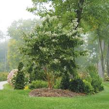 State nursery stock may not be resold, used for ornamental, decorative or landscaping purposes or christmas tree production. Temple Of Bloom Seven Son Flower Heptacodium Miconioides Proven Winners