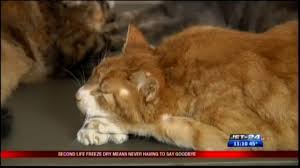 Fresh ingredients are prepared and most of the moisture is removed. Freeze Dried Pets Youtube
