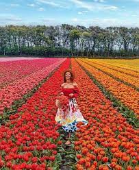 Maybe you would like to learn more about one of these? Lt Gen Gyan Bhushan On Twitter The Holland Sea Of Flowers In Full Bloom Over 30 Million Tulips So Pretty Just Awesome Enjoy The Beautiful Nature Https T Co Tapupn0egz