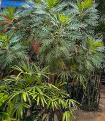 Image result for Bocconia arborea