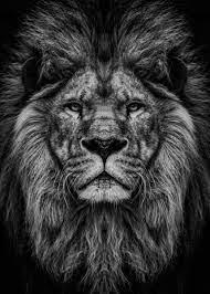 wild lion head poster by mk studio displate in 2021 lion images lion pictures lion wallpaper