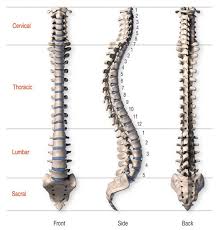 Pictures of broken bones and stress fractures. Anatomy Of The Spine Proko