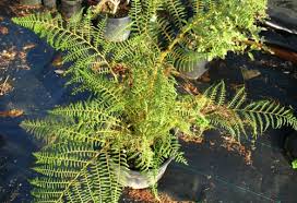 Image result for Cyathea capensis