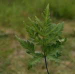 Image result for Doryopteris concolor