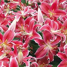 Two overlapping scarlet/crimson lilies with blue and green contrasting background. Starlight Magic Oriental Carpet Border Lily Brecksbulbs Ca