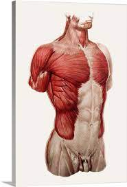 The abdominal internal oblique muscle, also internal oblique muscle or interior oblique. Thoracic And Abdominal Muscle Wall Art Canvas Prints Framed Prints Wall Peels Great Big Canvas