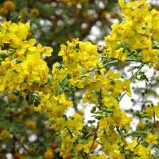 Image result for Parkinsonia africana