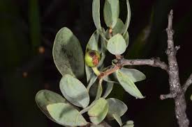 Image result for Agelanthus natalitius