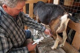 Any goat will produce milk but the breeds known for their milk production include: Alaska Man S Goat Milker Sells Well On Internet Cbs News