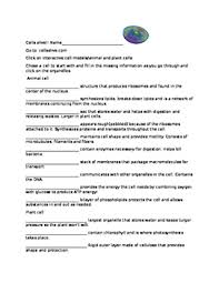 One round of meiotic division gives rise to 4 haploid cells. Cells Alive Worksheets Teaching Resources Teachers Pay Teachers