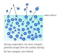 How to use evaporate in a sentence. What Is Needed For Evaporation To Occur Explain In Terms Of Intermolecular Forces Socratic