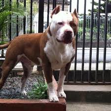 Pin By Shannon Baird Martin On Cuteness Overload Pitbull Terrier American Pitbull Terrier Beautiful Dogs