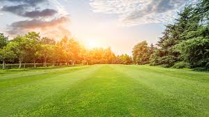 A strong, green lawn is a point of pride for many homeowners, and fertilizer is an important part of encouraging healthy grass. 6 Things To Know About Weed Feed At Menards