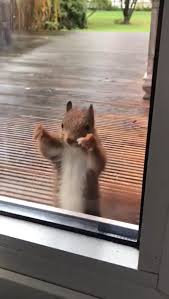 Squirrel on ice age, squirrel on spongebob, squirrel on a tree, squirrel on roof, squirrel on air conditioner, squirrel on bird feeder, squirrel on ac unit, squirrel on water skis, squirrel one way door, squirrel onesie. Pin On Zhivotnye