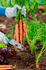 Karotten Mohren Anbauen Aussaat Und Pflege Garten Garten Pflanzen Gemusegarten Tipps