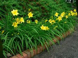 We did not find results for: Perennial Blooms For Your Garden Island Life Nc