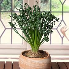Image result for Albuca