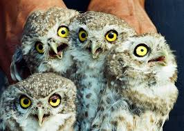 A wide variety of pet owl options are available to you, such as resin. Black Magic Behind Illegal Owl Trade In India Wwf India