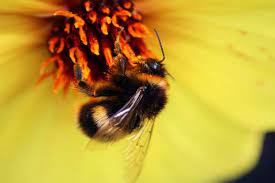 Mix 2 tbsp of liquid dish soap and water in an empty spray bottle. How To Get Rid Of Bumble Bees How I Get Rid Of