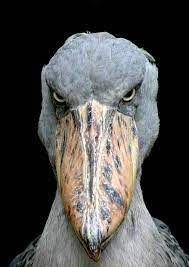 The shoebill is a large species of bird that has a distinctive bill shape unlike any other. Oh If Looks Could American Museum Of Natural History Facebook