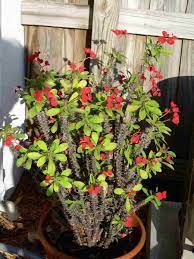 Crown Of Thorns Plant Plantas Jardin Coronas De Cristo Suculentas