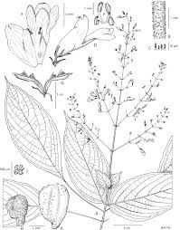 Image result for Isoglossa