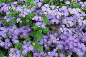 Image result for Ageratum