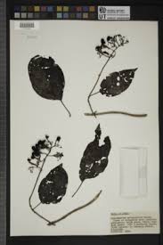 Image result for Clerodendrum lutambense