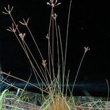 Image result for Bulbostylis schoenoides