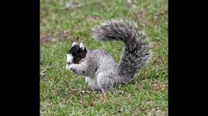 Notre dame campus, south bend, indiana abert's squirrels (s. Fox Squirrels In South Carolina Youtube