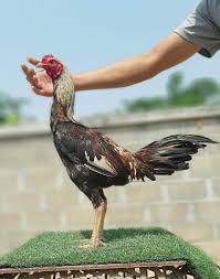 Ini adalah hasil dari perburuan ayam bangkok berkualitas dengan harga murah kali ini kita mendapatkan 2 ayam bangkok birma. 5 Contoh Kandang Ayam Birma Brooding Box Umbaran