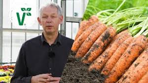 .bis august säen und unter schutzbedingungen bis april erntefähig grünkohl ein typisches warum gibt es jedes gemüse in dosen, nur brokkoli nicht? Welches Gemuse Kann Man Im August Noch Pflanzen Herbstgemuse Volkers Gartenwissen Youtube