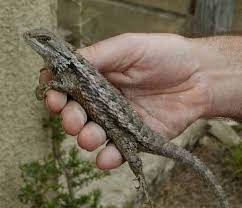 Texas Spiny Lizard Facts And Pictures Texas spiny lizard, the intimidator.