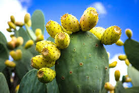 People also use it in traditional medicine to treat glaucoma and other the nopal cactus, which is native to mexico, is more commonly known as the prickly pear cactus. 8 Surprising Wild Plants You Can Eat