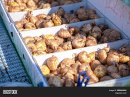 When to plant gladiolus bulbs in the garden? Tulip Gladiolus Bulbs Image Photo Free Trial Bigstock