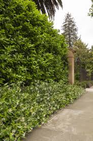 Laurel shrubs are plants from a number of different families. English Laurel