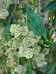 Image result for Heteropyxidaceae