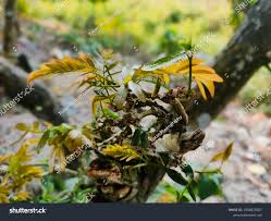 Image result for Brachystegia boehmii
