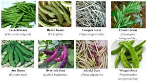 Image result for Phaseolus vulgaris