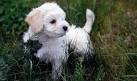 Beautiful Bolognese Puppies For Sale
