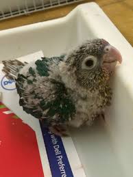 Turquoise Green Cheek Conure Baby Parrot Conure Animals Beautiful